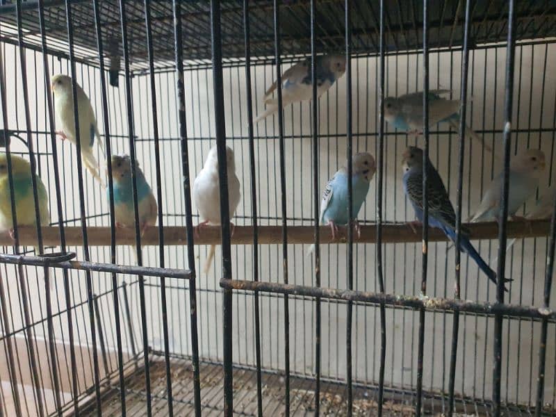 breeder pairs 1