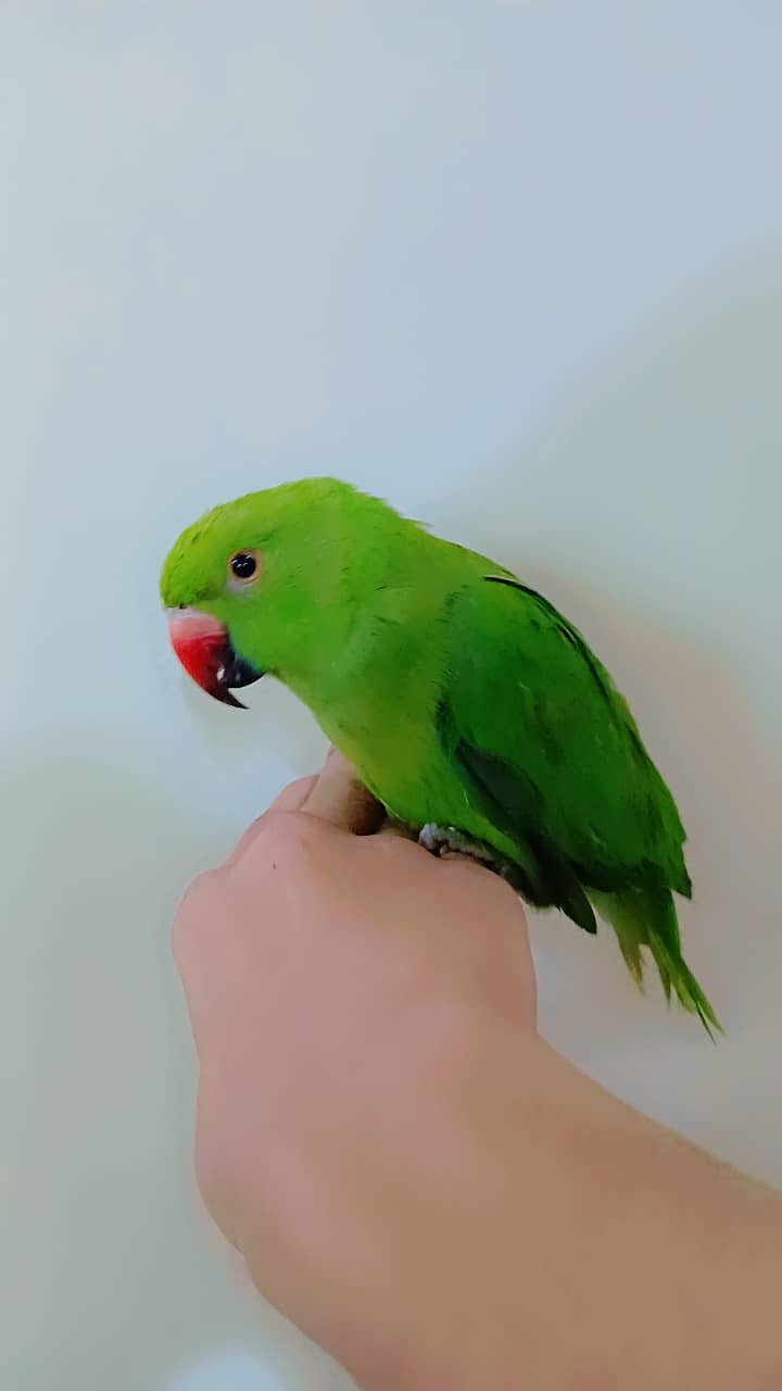 ringneck parrot breeder female fully tamed with big cage 0