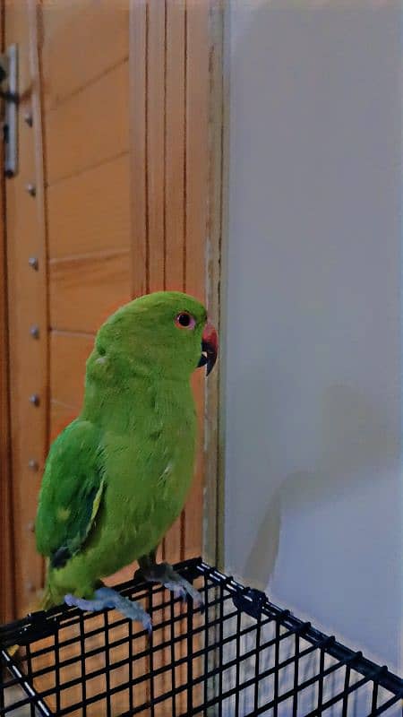 ringneck parrot breeder female fully tamed with big cage 2