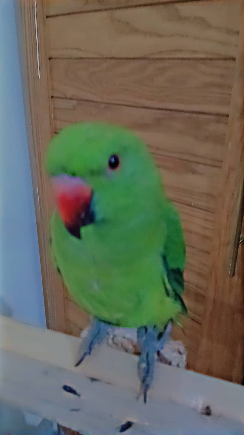 ringneck parrot breeder female fully tamed with big cage 3