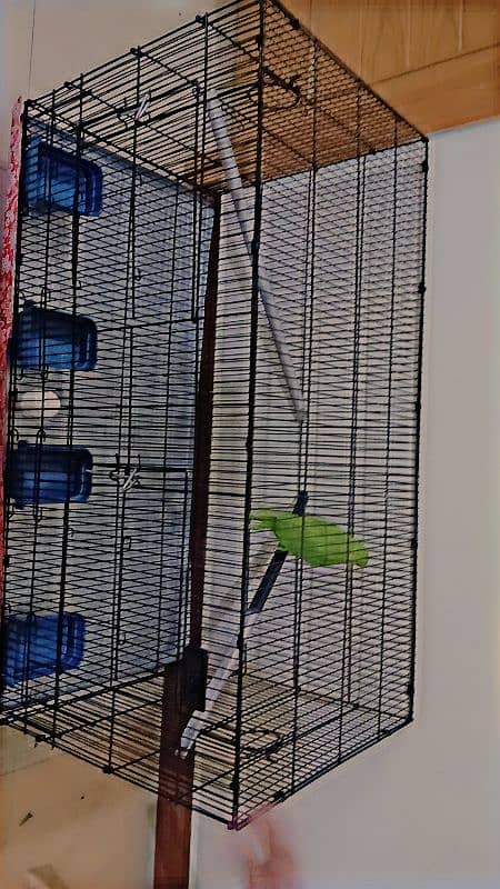 ringneck parrot breeder female fully tamed with big cage 4