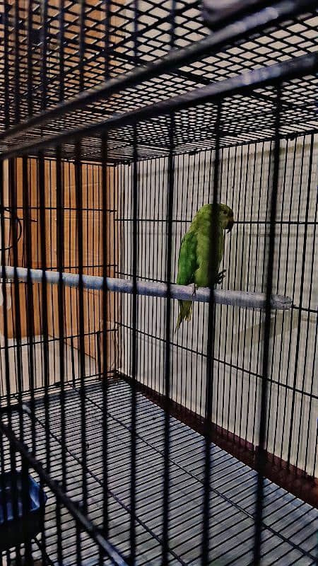 ringneck parrot breeder female fully tamed with big cage 6