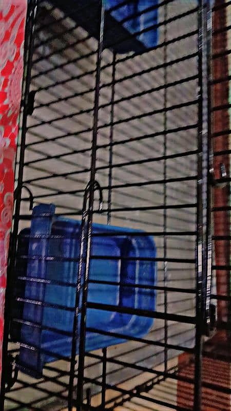 ringneck parrot breeder female fully tamed with big cage 7