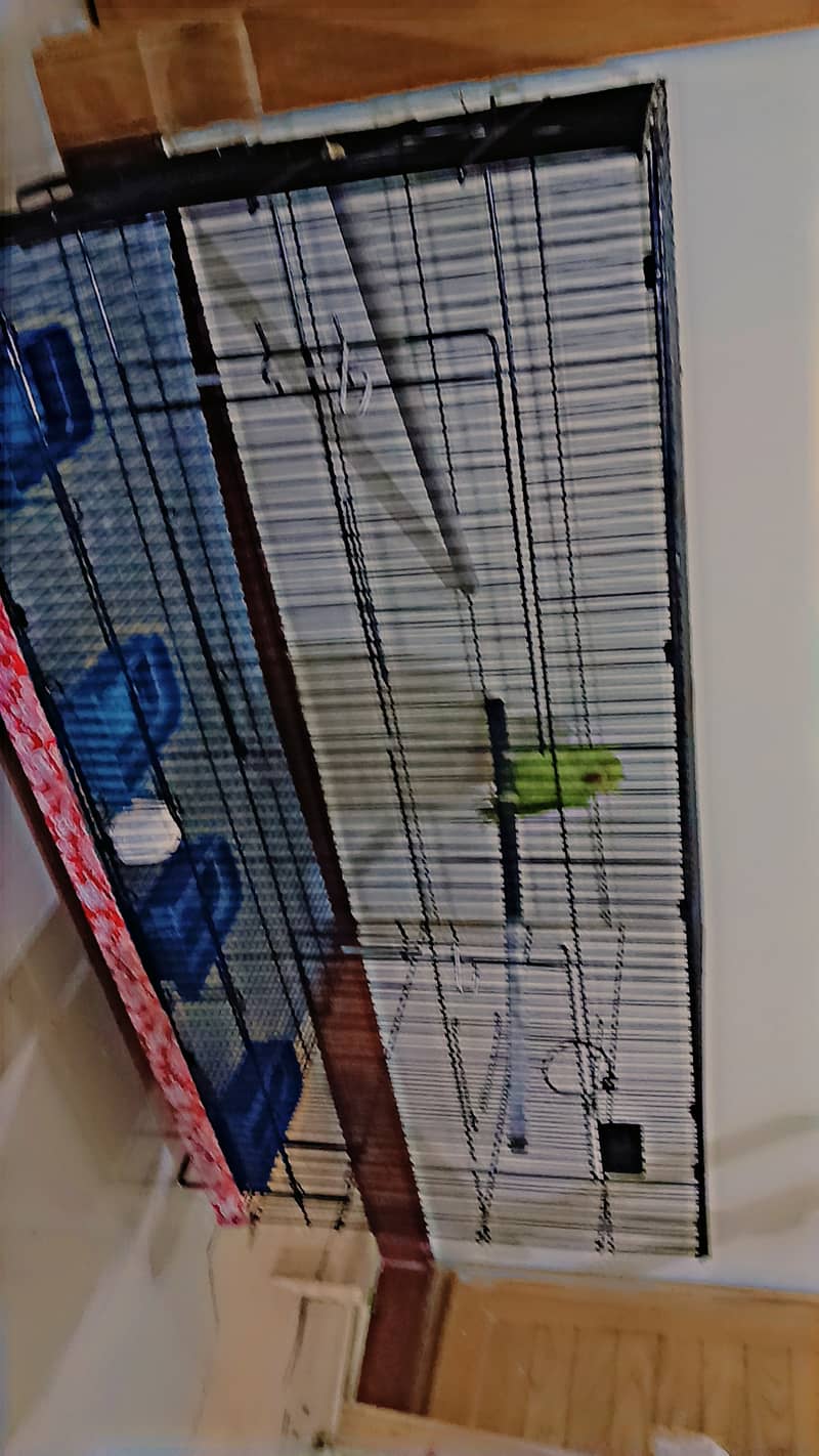 ringneck parrot breeder female fully tamed with big cage 9