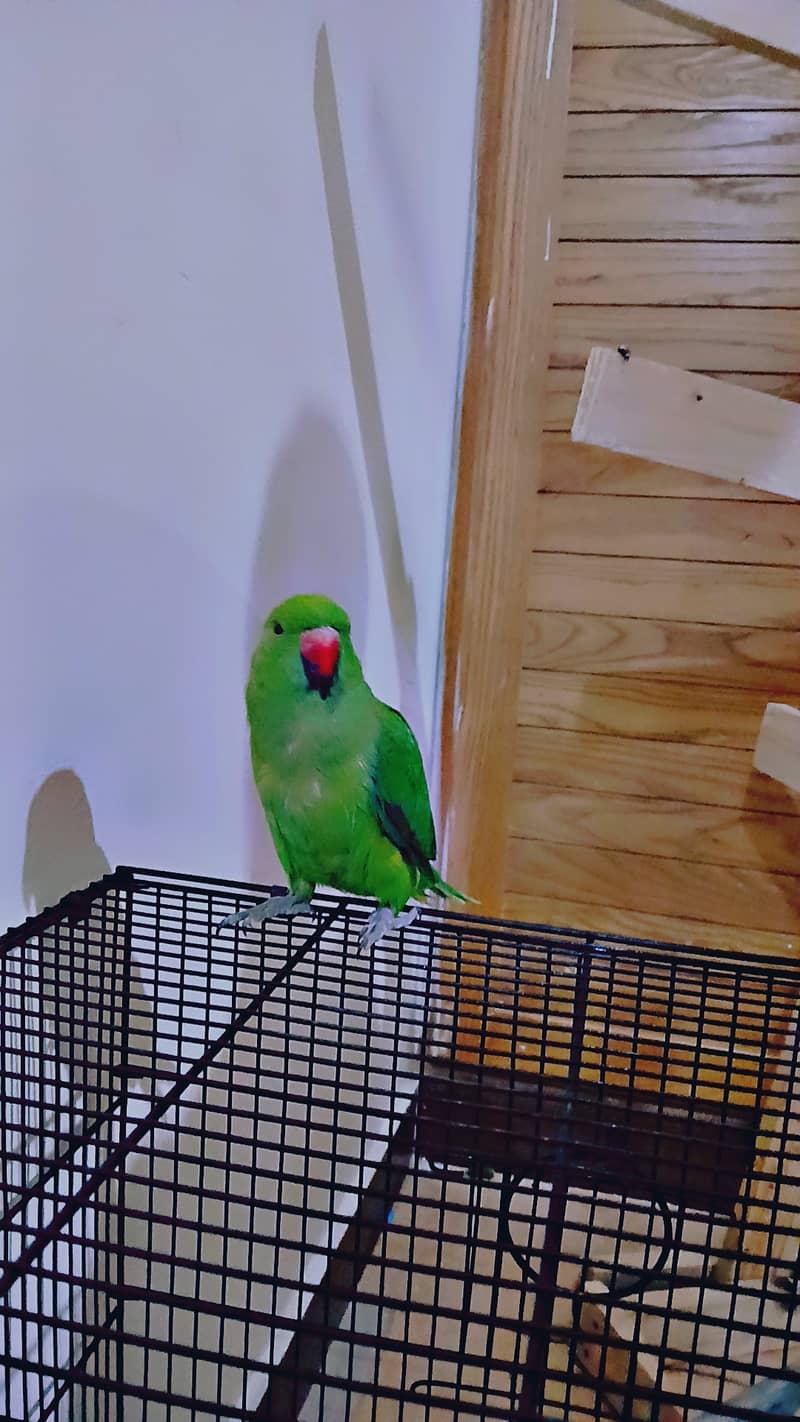 ringneck parrot breeder female fully tamed with big cage 10