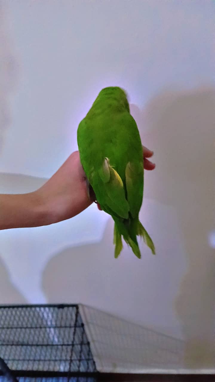 ringneck parrot breeder female fully tamed with big cage 11