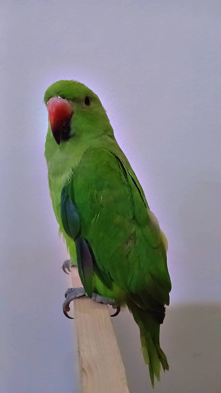 ringneck parrot breeder female fully tamed with big cage 12