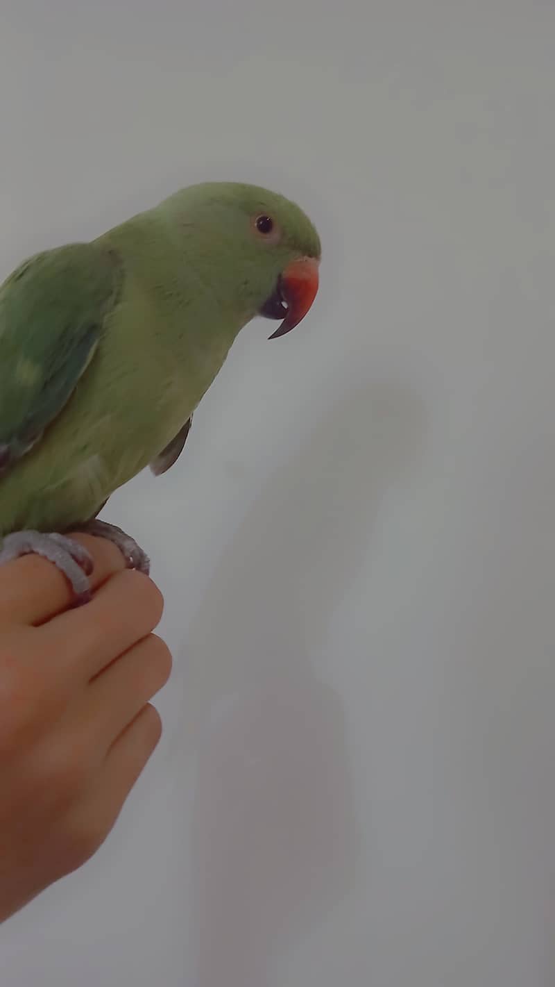 ringneck parrot breeder female fully tamed with big cage 13