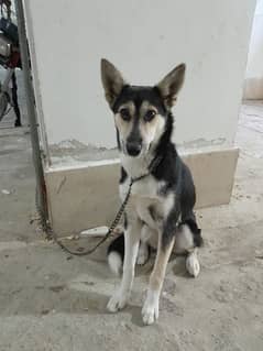 german and huski cross breed