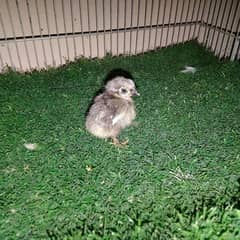 bentum/Molted Bantam chicks available