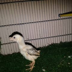 bentum/Aseel Shamo/Molted Bantam chicks available