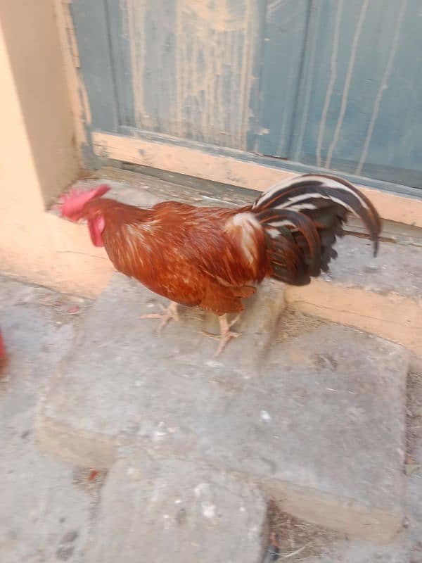 Ghar ka desi murgh 0