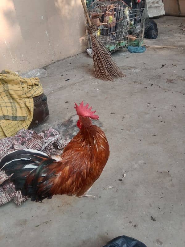 Ghar ka desi murgh 2