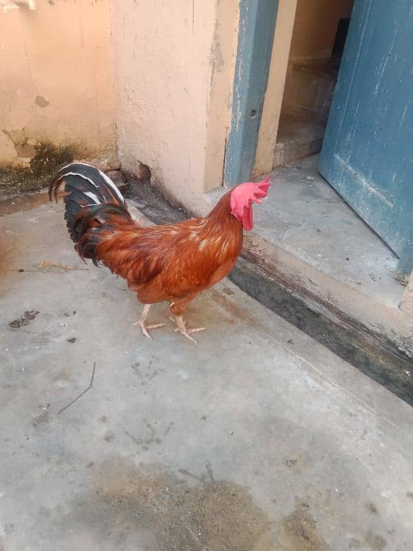 Ghar ka desi murgh 5