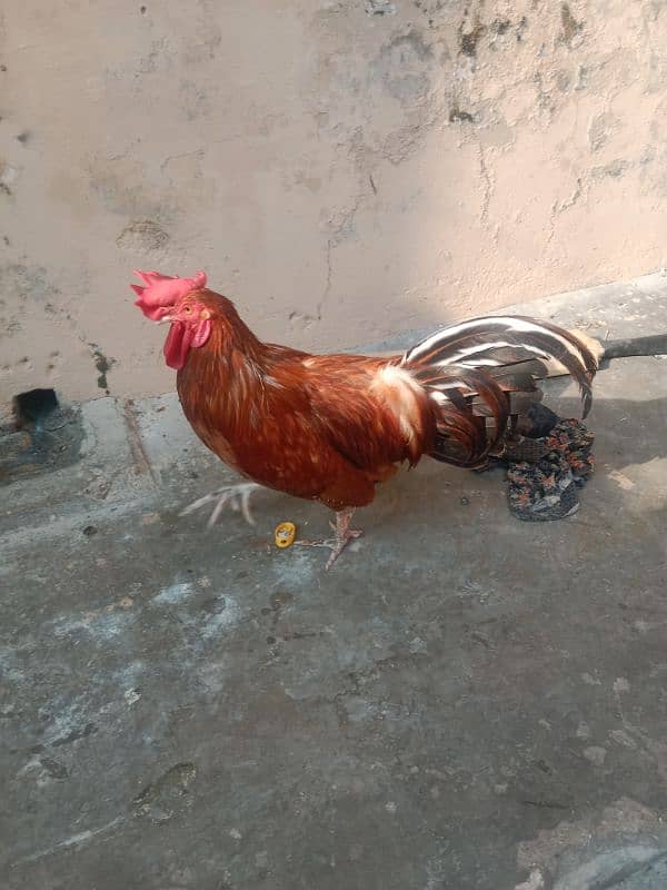 Ghar ka desi murgh 6