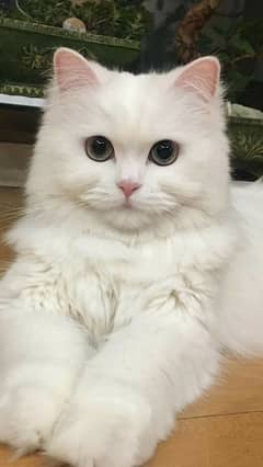 persian kitten