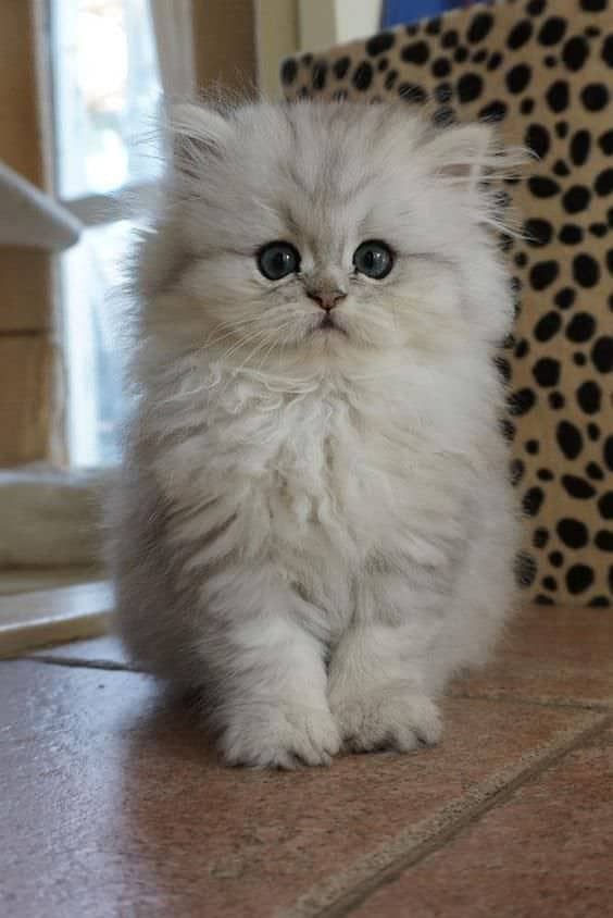 persian kitten 1