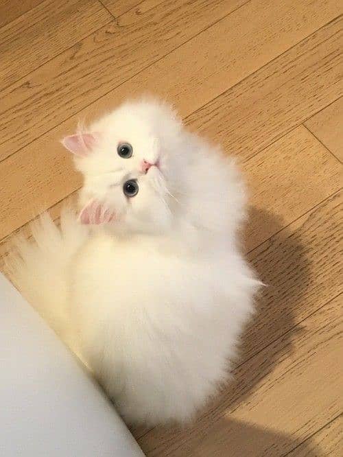 persian kitten 2