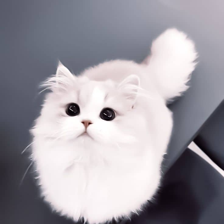 persian kitten 5