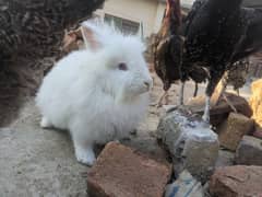 one angore breeder female and one pair joint angora rabbit