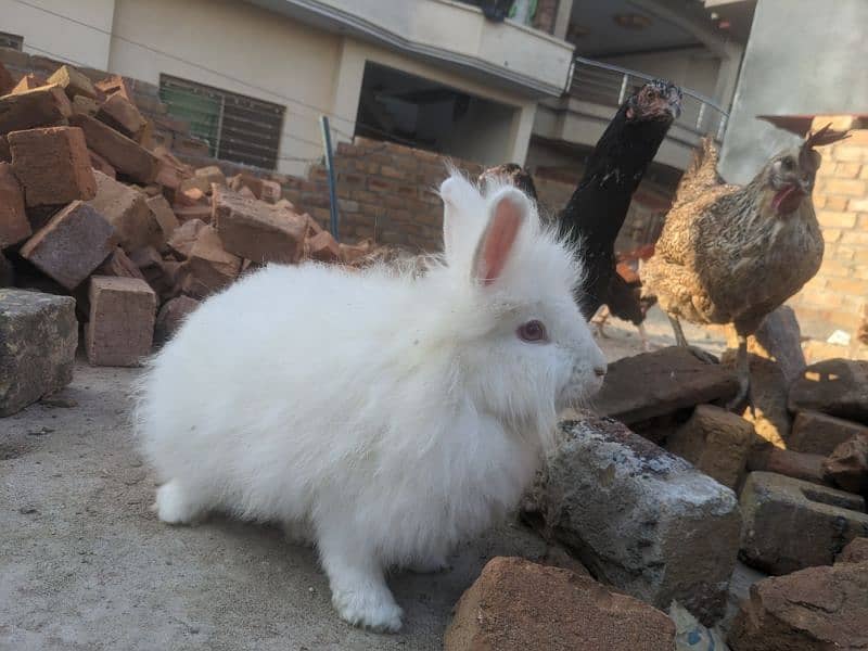 one angore breeder female and one pair joint angora rabbit 1