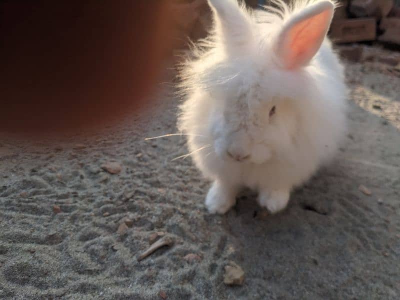 one angore breeder female and one pair joint angora rabbit 2