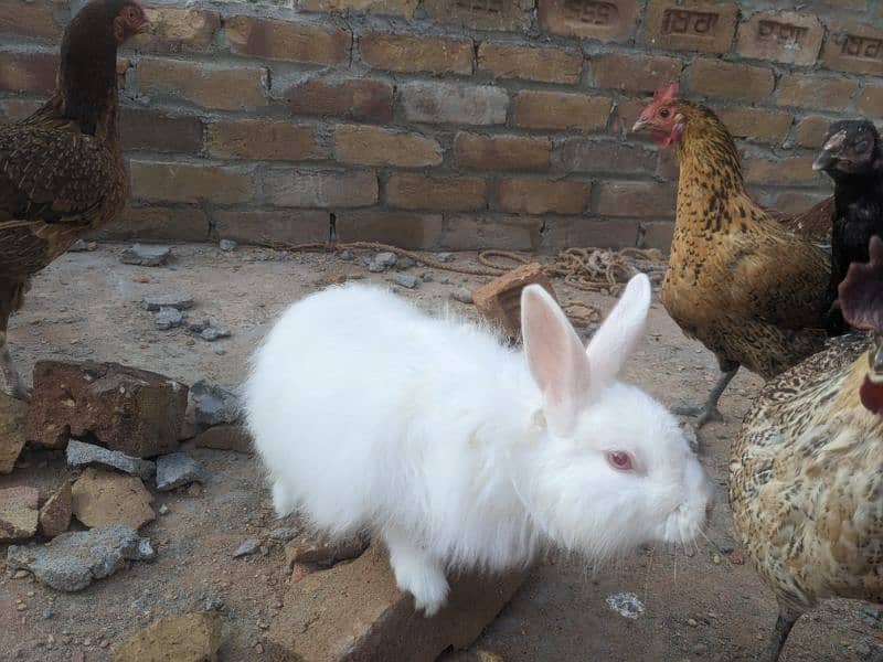 one angore breeder female and one pair joint angora rabbit 3