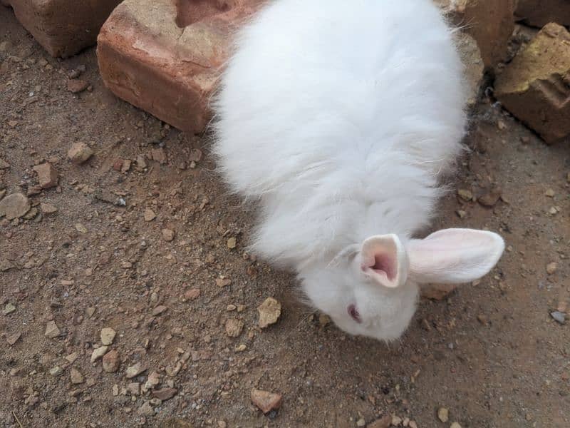 one angore breeder female and one pair joint angora rabbit 4