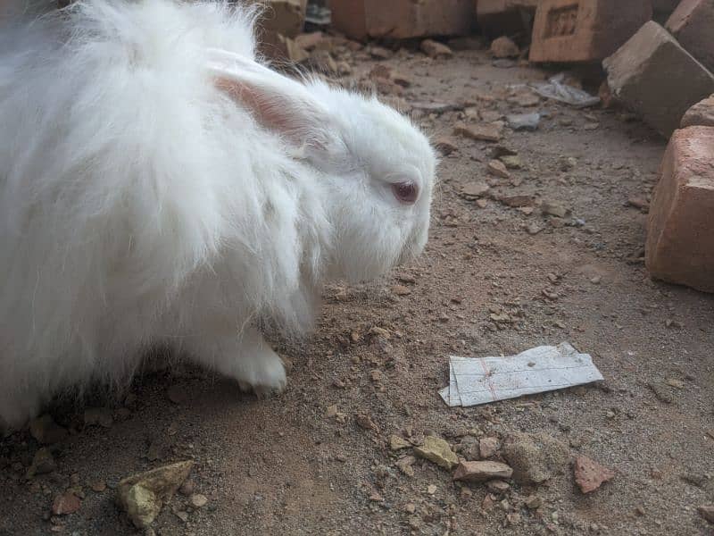 one angore breeder female and one pair joint angora rabbit 5