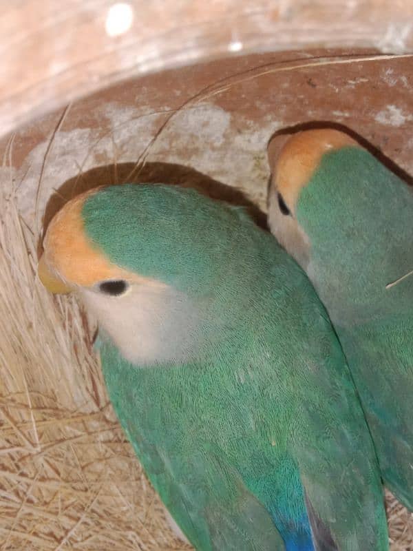 lovebirds bredar pair 0