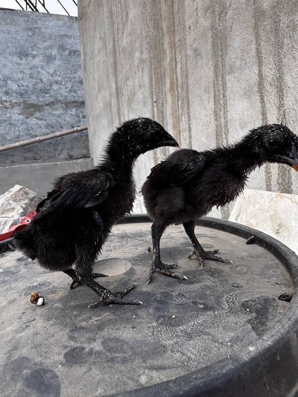 Dragon Chicks Available black skin black eyes 1