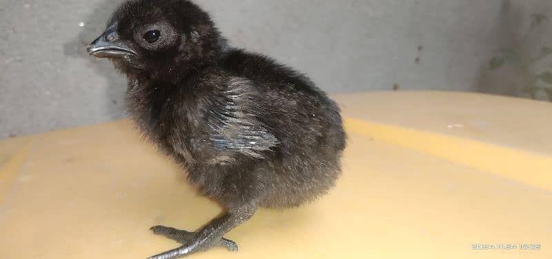 Ayam cemani Indonesian breed 6