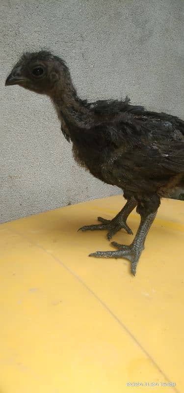 Ayam cemani Indonesian breed 7