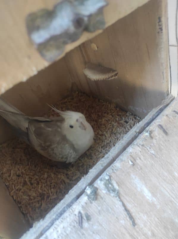 cockatiel handtame pair 0