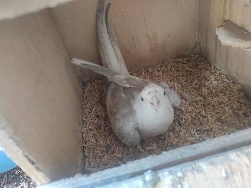 cockatiel handtame pair 1