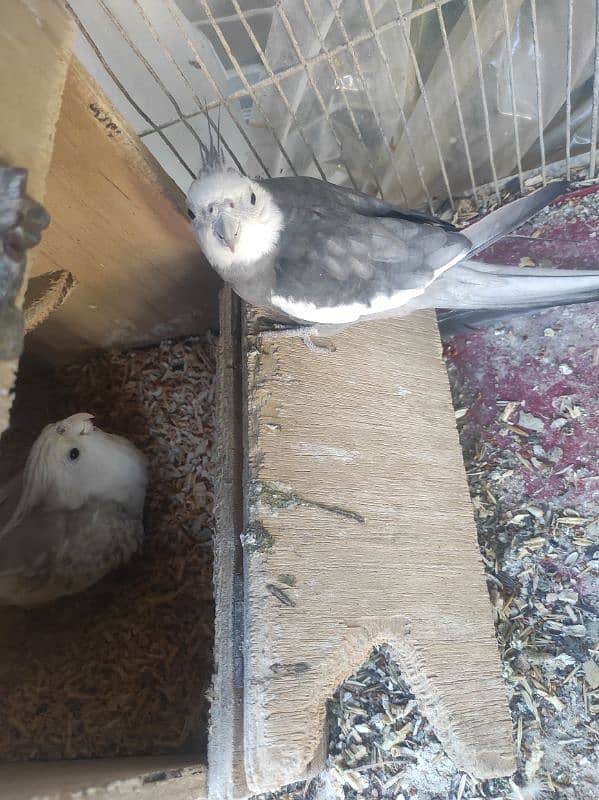 cockatiel handtame pair 2