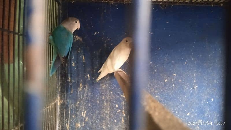 Albino inno Split and Blue Fiisher Inno PAIR. 1