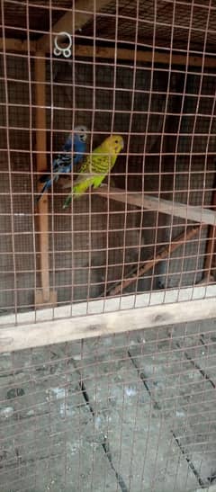 bajri parrot for sale