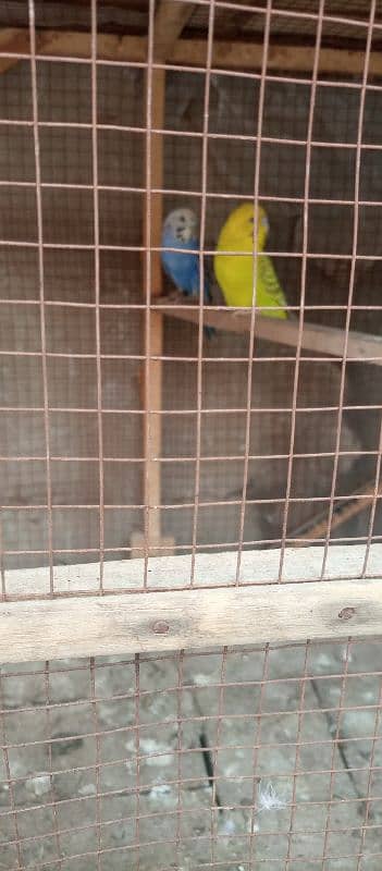 bajri parrot for sale 1