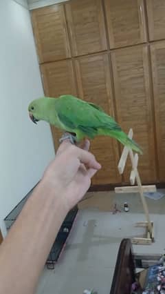 ringneck parrot breeder female fully tamed with big cage