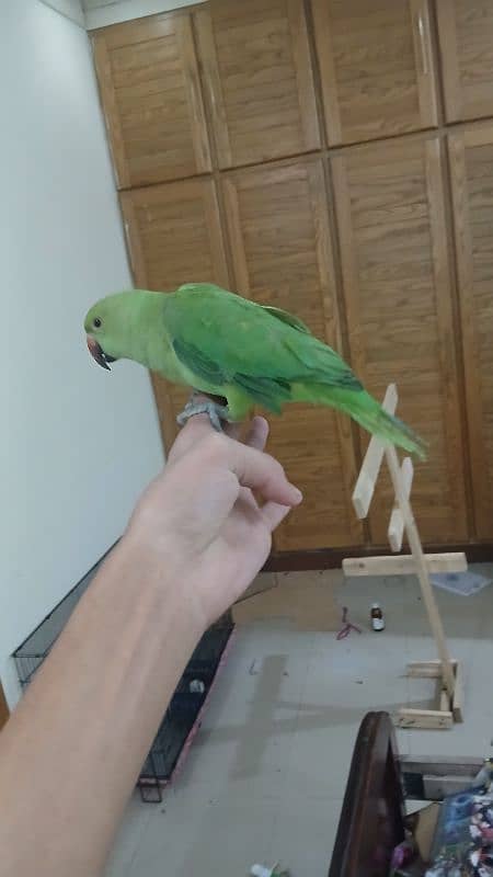 ringneck parrot breeder female fully tamed with big cage 1