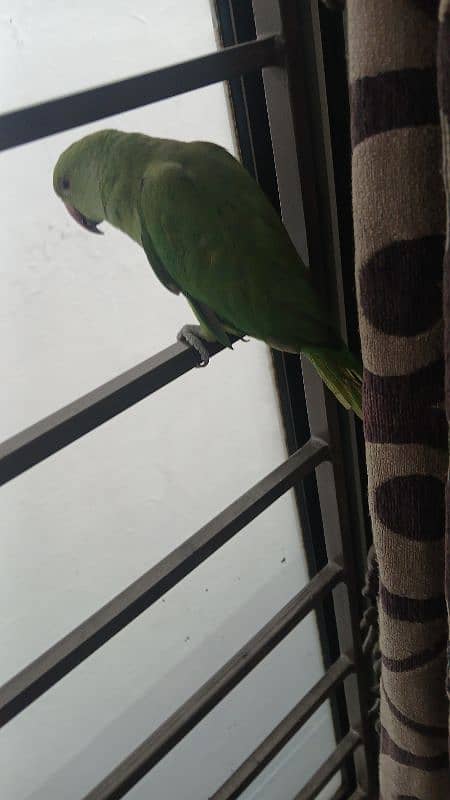 ringneck parrot breeder female fully tamed with big cage 15