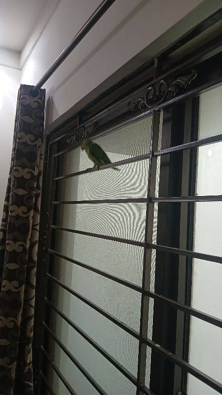 ringneck parrot breeder female fully tamed with big cage 16