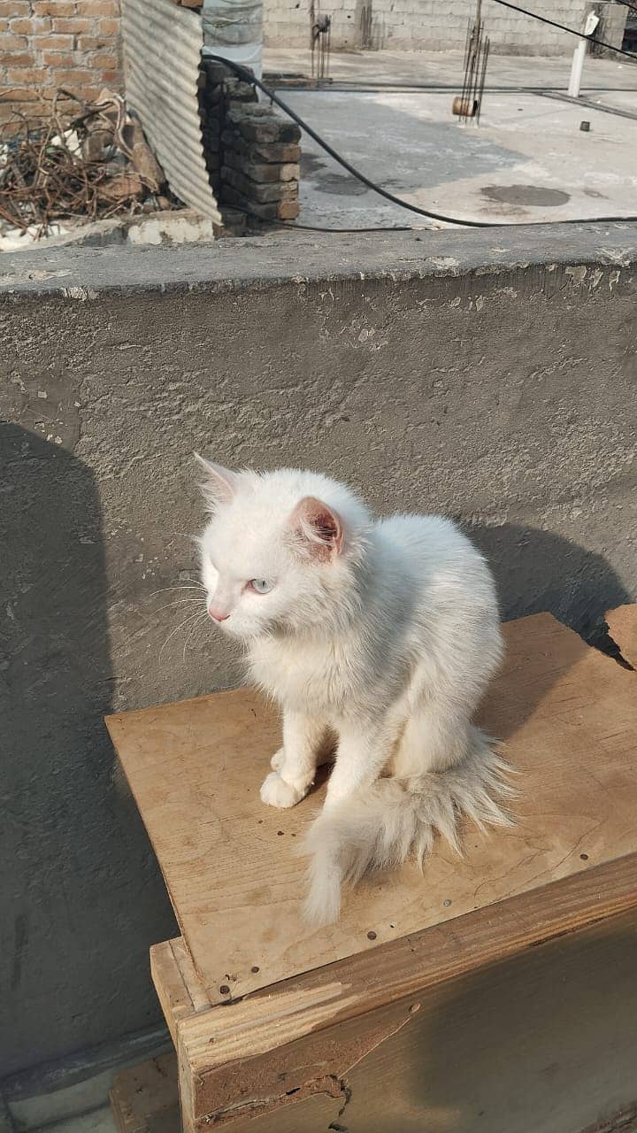 Persian  cat blue eyes 1