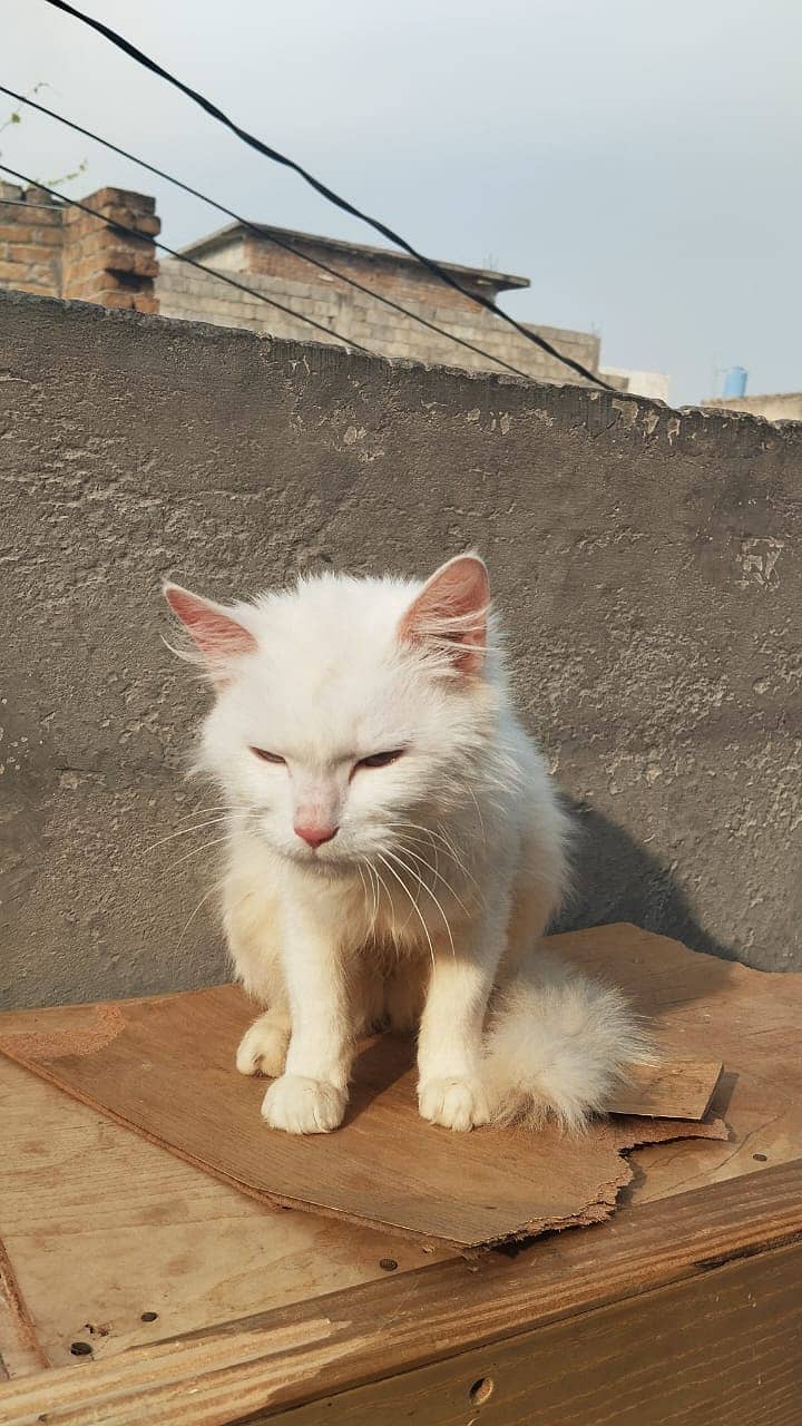 Persian  cat blue eyes 3