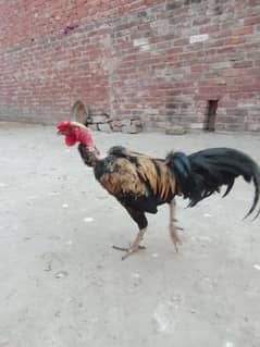 2 desi murge for sale