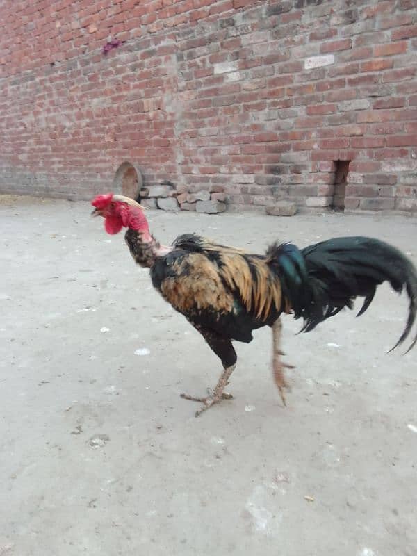 2 desi murge for sale 0