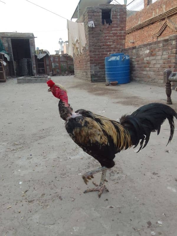 2 desi murge for sale 2