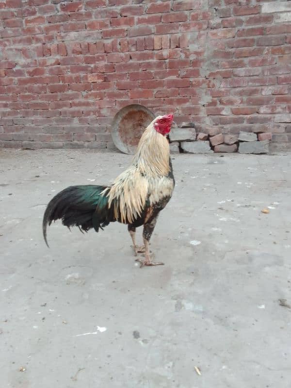 2 desi murge for sale 3