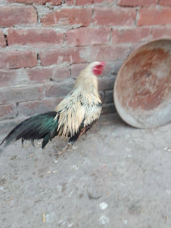 2 desi murge for sale 4